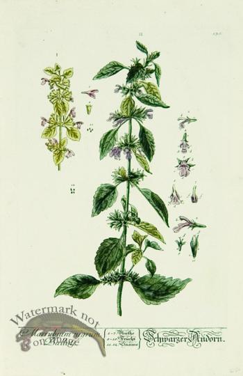 Blackwell German 147